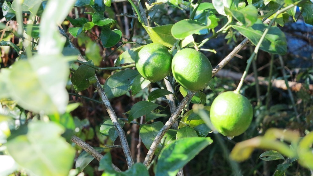 IMG_6872.JPG